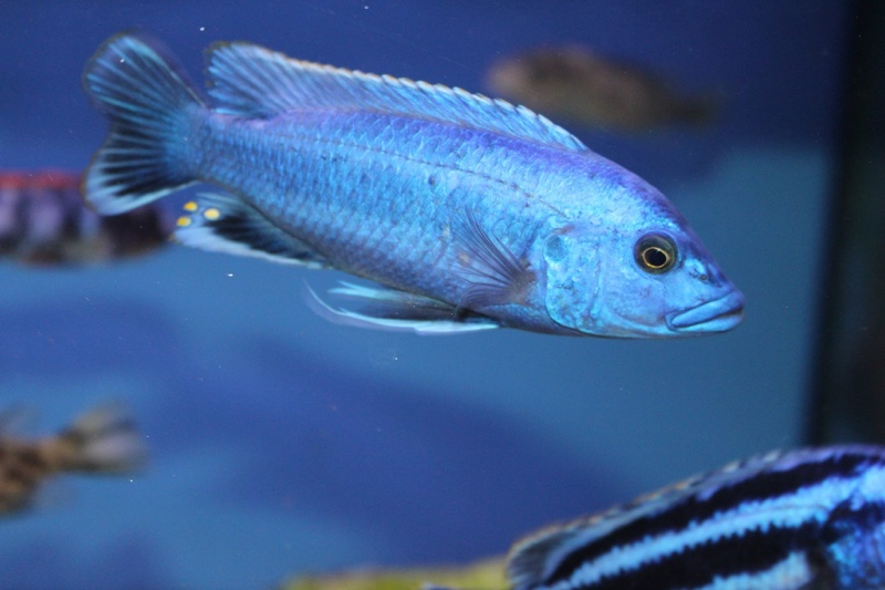 Melanochromis kaskazini